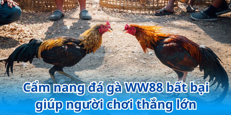 Bỏ túi bí kíp chọi gà trực tuyến thắng lớn tại WW88