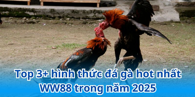 Cập nhật những hình thức đá gà WW88 gây bão thị trường