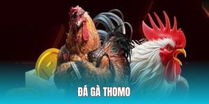 thumb đá gà thomo ww88