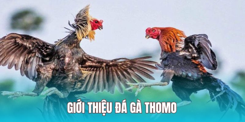 Đá gà thomo là sản phẩm cược chất lượng cực hấp dẫn