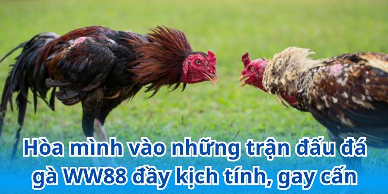 Hòa mình vào những trận đấu đá gà WW88 đầy kịch tính, gay cấn
