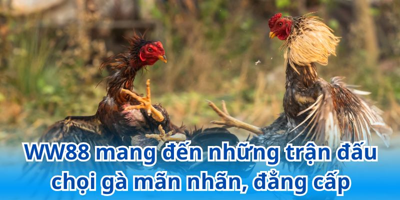 WW88 mang đến những trận đấu chọi gà mãn nhãn, đẳng cấp
